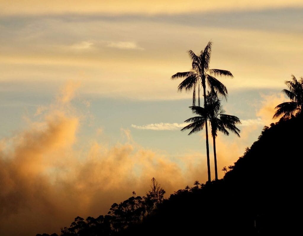 palmiers géants en colombie