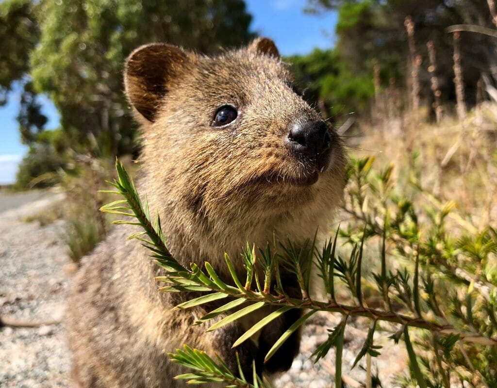 quokka western australia