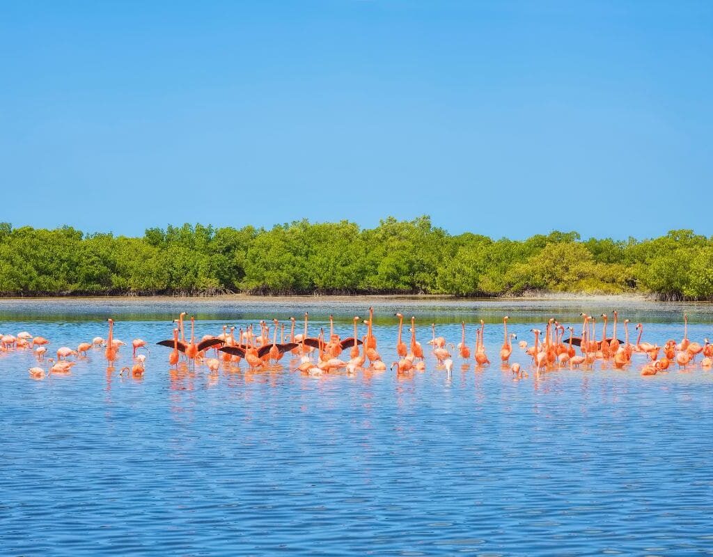 réserve flamands rose yucatan