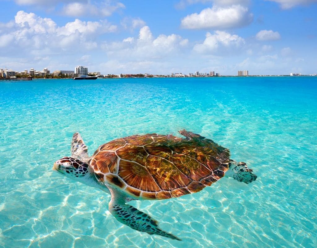 spots de snorkelling yucatan