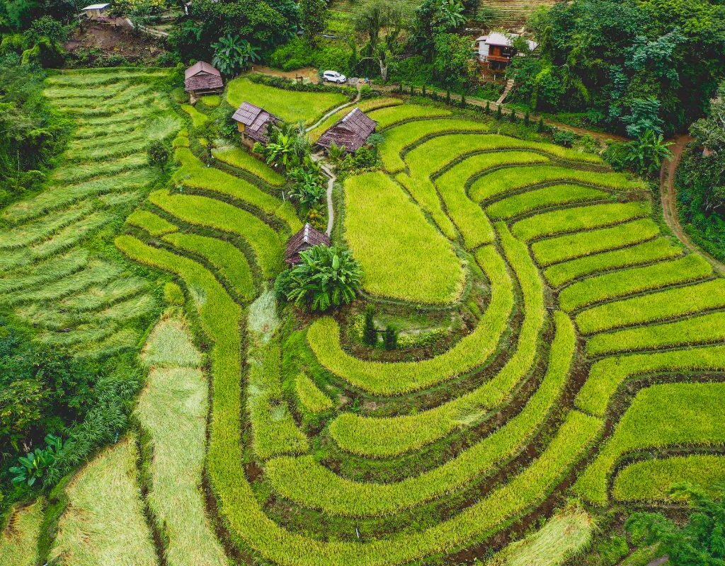 rizières chiang mai